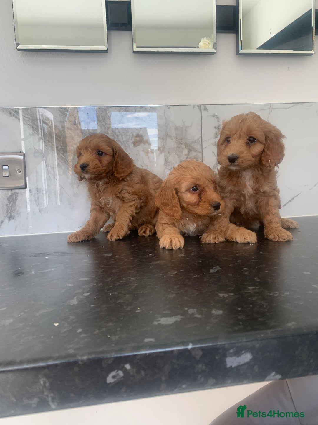 Cavapoo dogs for sale: Toy apricot Cavapoo puppies toy poodle - Image 3