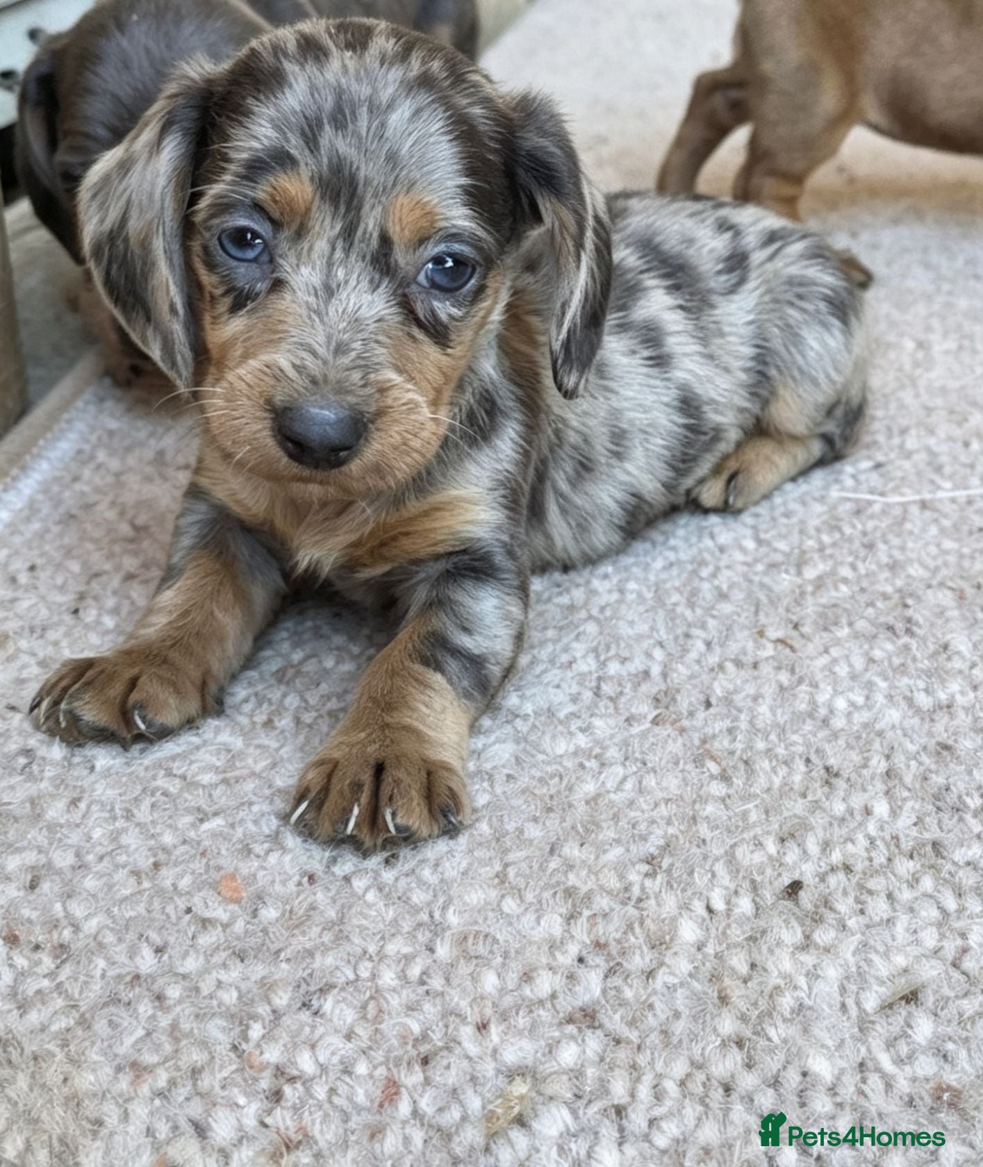 Dachshund dogs Healthy Dachshunds - Advert 15
