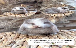 Mini Lop rabbits for sale: Stunning baby mini lops - Image 1