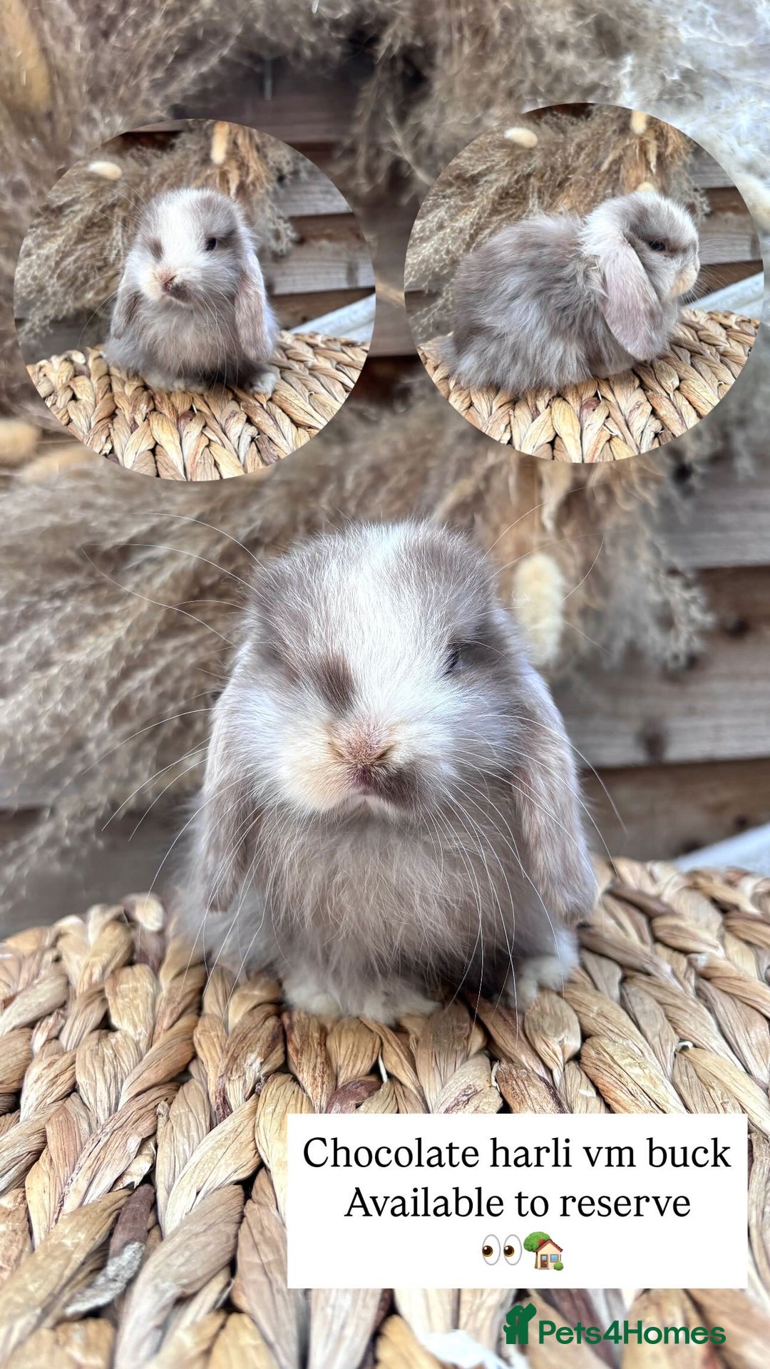 Mini Lop rabbits for sale: Stunning baby mini lops - Image 1