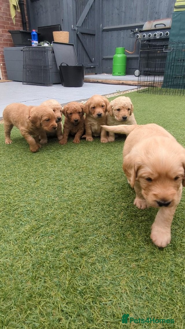 Goldendoodle dogs golden doodle puppies - Advert 1