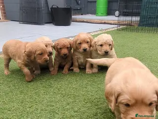 Goldendoodle dogs golden doodle puppies - Advert 2