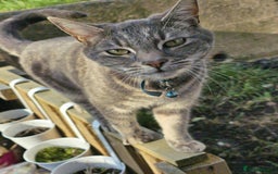 Domestic Shorthair cats for sale: Beautiful boys for sale  - Image 20