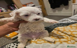 Bichon Frise dogs for sale: Bichon frise  - Image 2