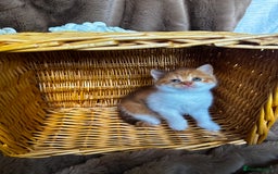 British Shorthair cats for sale: Tica reg 🌈 10colours British shorthair kittens  - Image 1