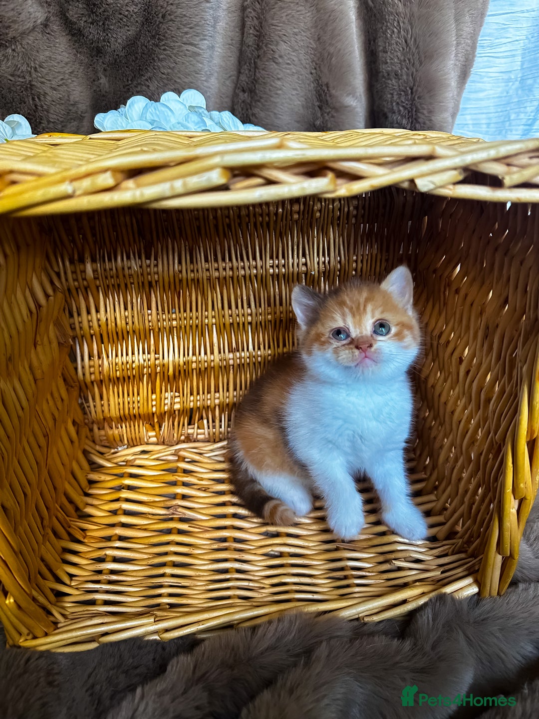 British Shorthair cats for sale: Tica reg 🌈 10colours British shorthair kittens  - Image 1