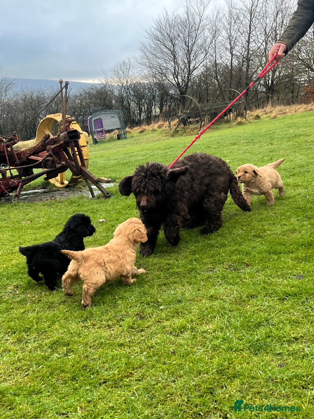 Labradoodle dogs for sale: Beautiful healthy Labradoodle Puppied - Advert 2
