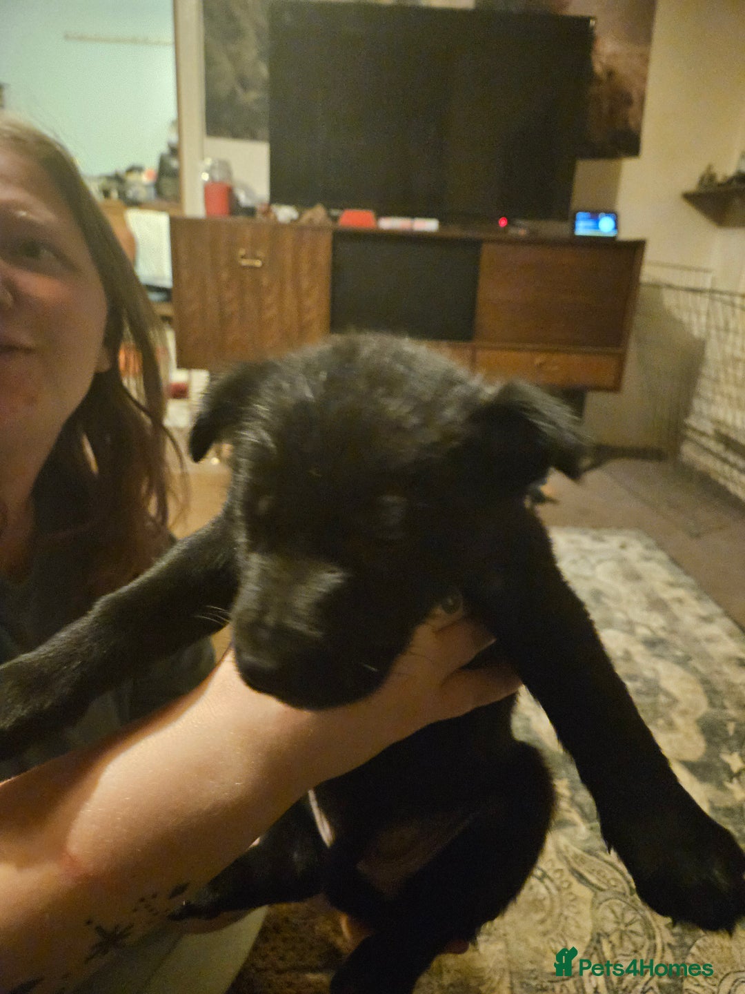 German Shepherd dogs for sale: German Shepards mainly black  - Image 6