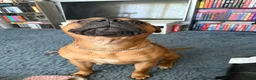 Mixed Breed dogs for sale: Rocky (mastiff x staff)  - Advert 17