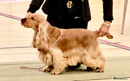 Cocker Spaniel dogs for sale: Beautiful pedigree show type cocker spaniels - Image 17