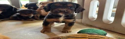 Cocker Spaniel dogs for sale: 7 BEAUTIFUL KC WORKING TYPE COCKER SPANIEL  - Advert 11