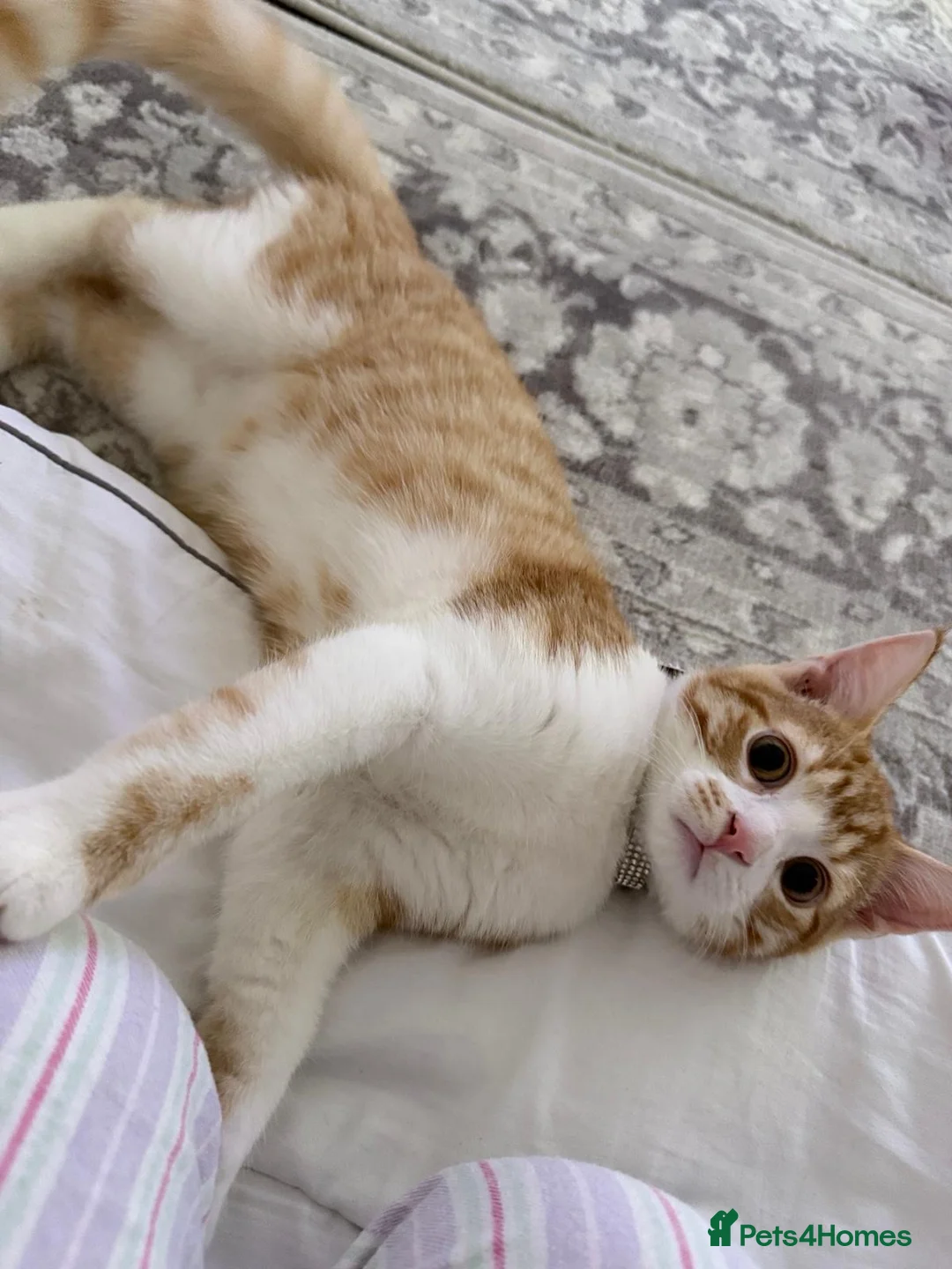 Mixed Breed cats for sale: Mixed breed cat - Advert 4