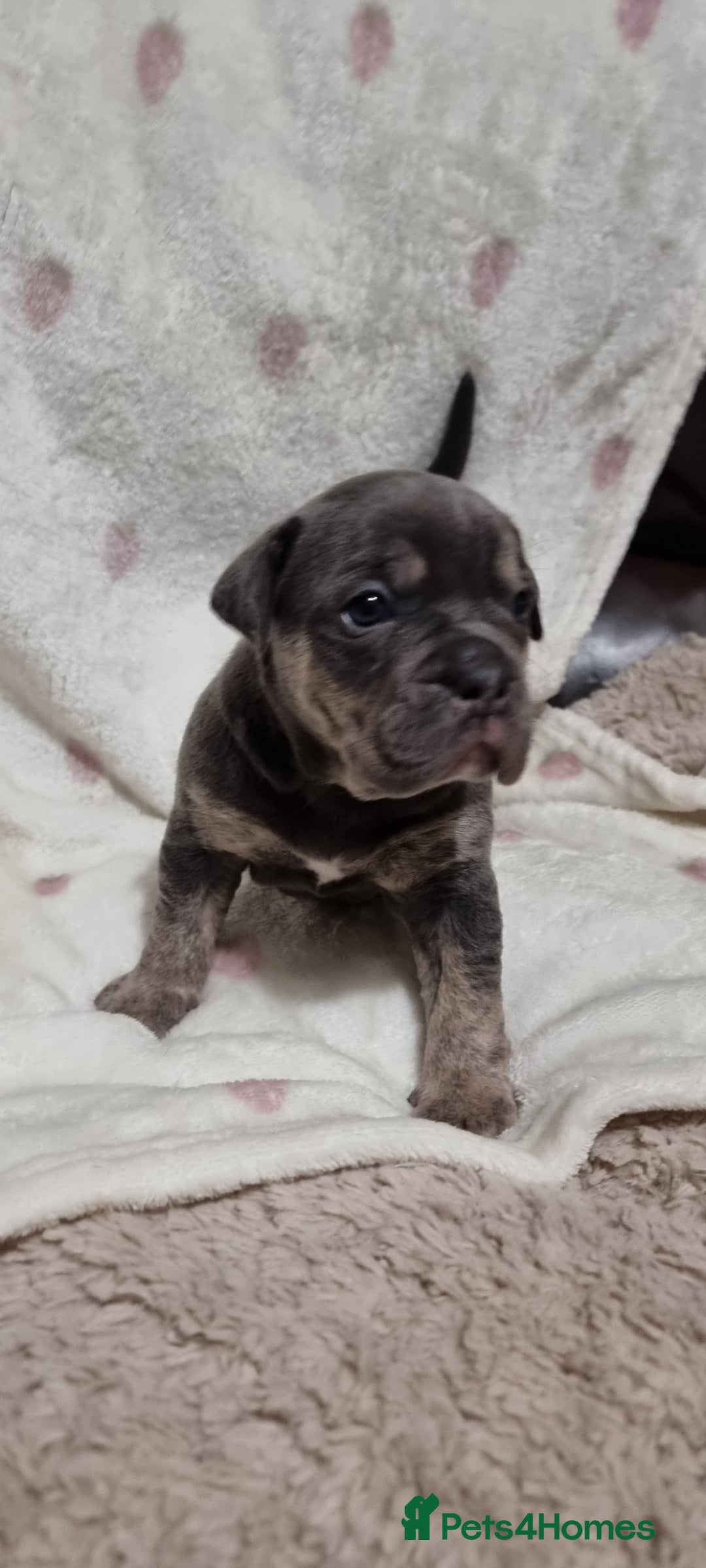 Olde English Bulldogge dogs for sale: Olde English bulldogge puppys - Advert 26
