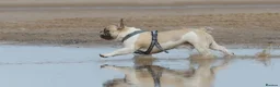 French Bulldog dogs for stud: French Bulldog Stud Bernie Brown - Advert 7