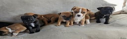 Staffordshire Bull Terrier dogs for sale: Stunning Staffordshire bull terrier puppies  - Advert 8