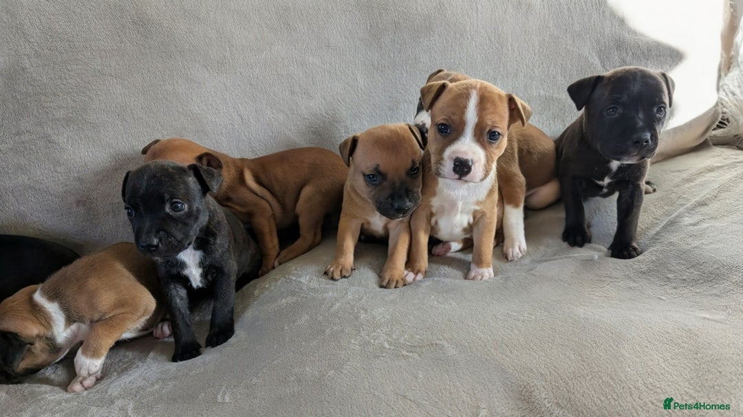 Staffordshire Bull Terrier dogs for sale: Stunning Staffordshire bull terrier puppies  - Advert 8