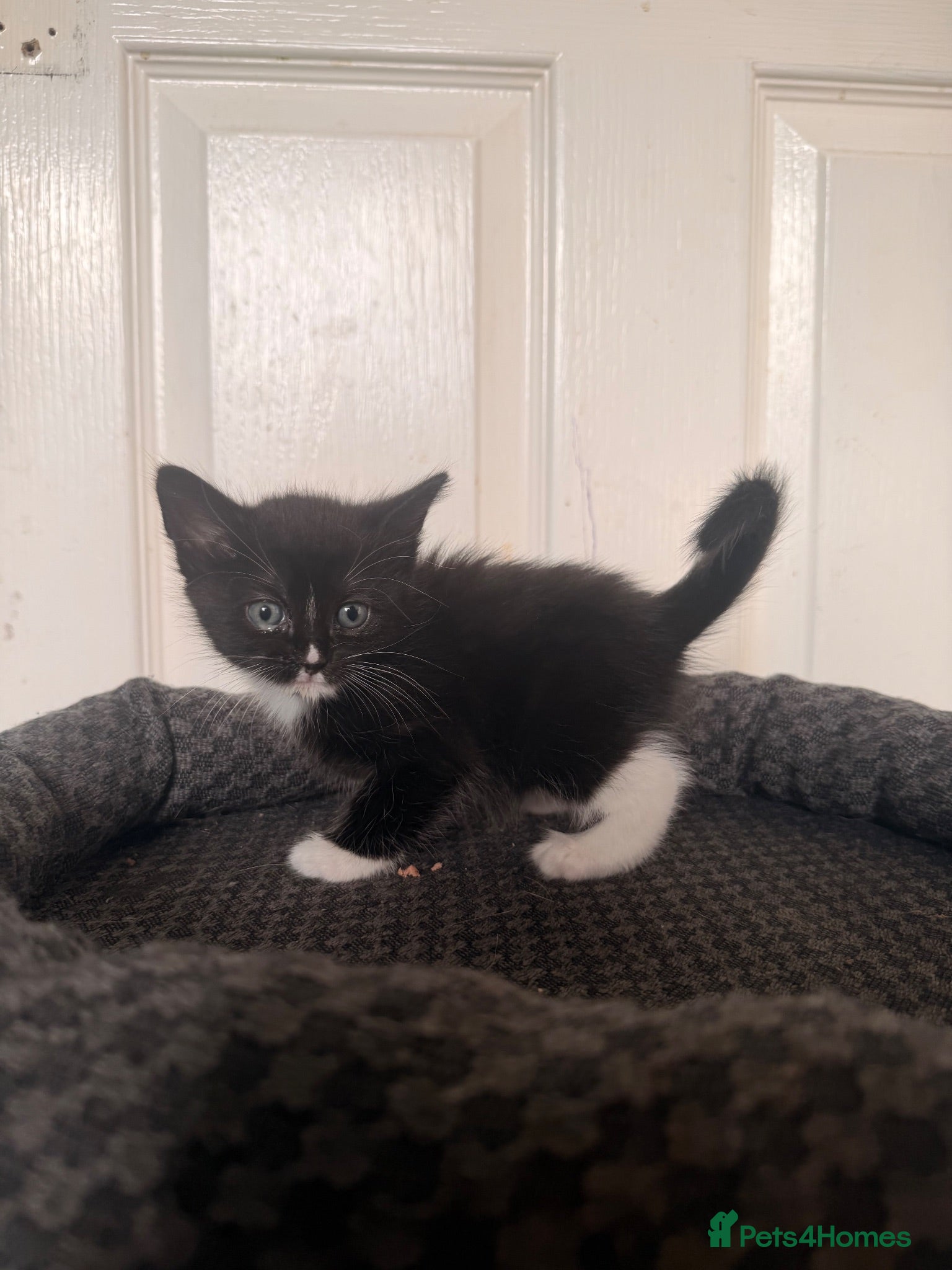 Domestic Shorthair cats 4 beautiful baby’s ready for there home - Advert 4
