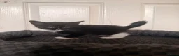 Domestic Shorthair cats for sale: 4 beautiful baby’s ready for there home - Advert 1