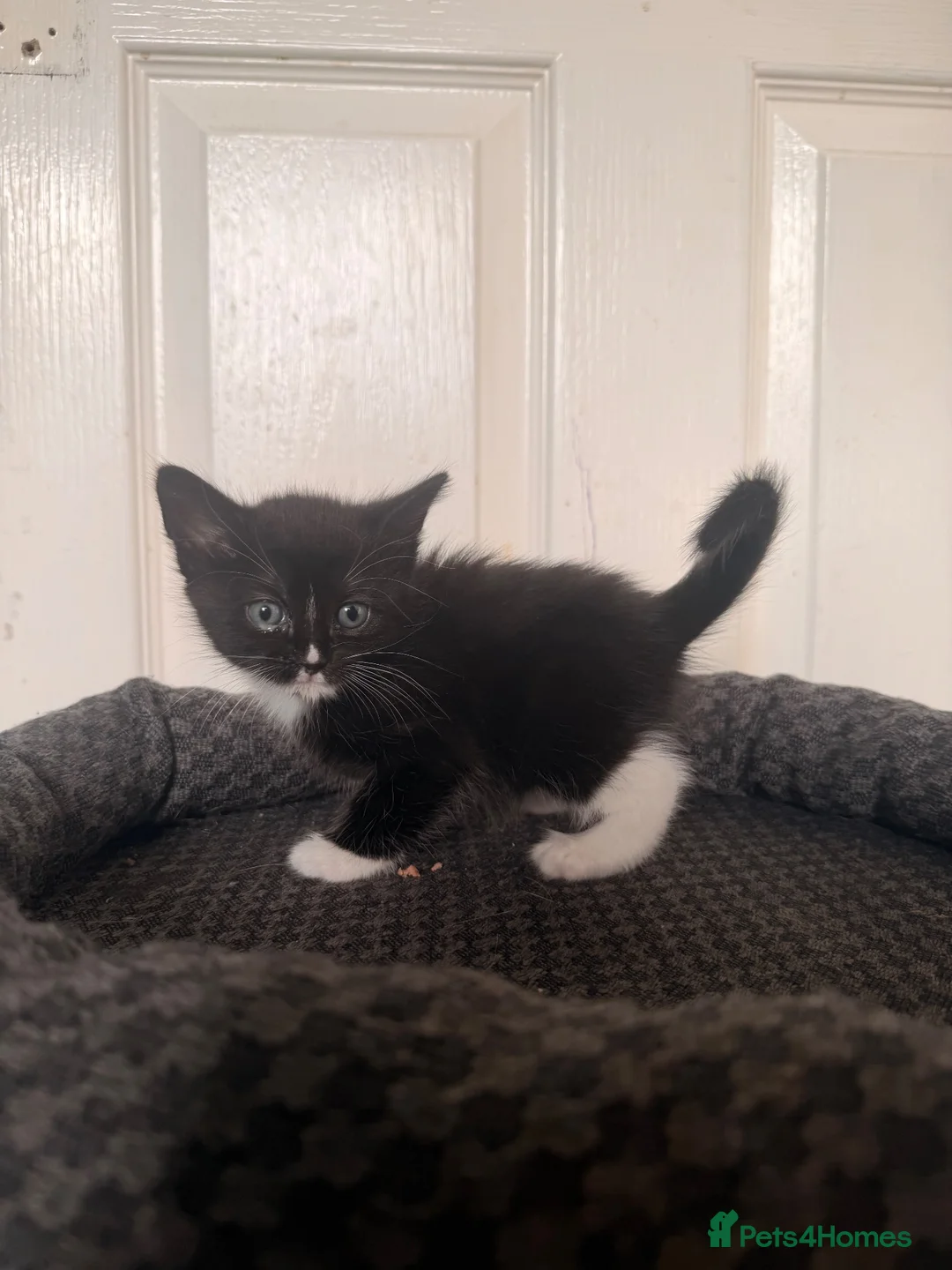 Domestic Shorthair cats for sale: 4 beautiful baby’s ready for there home - Advert 1