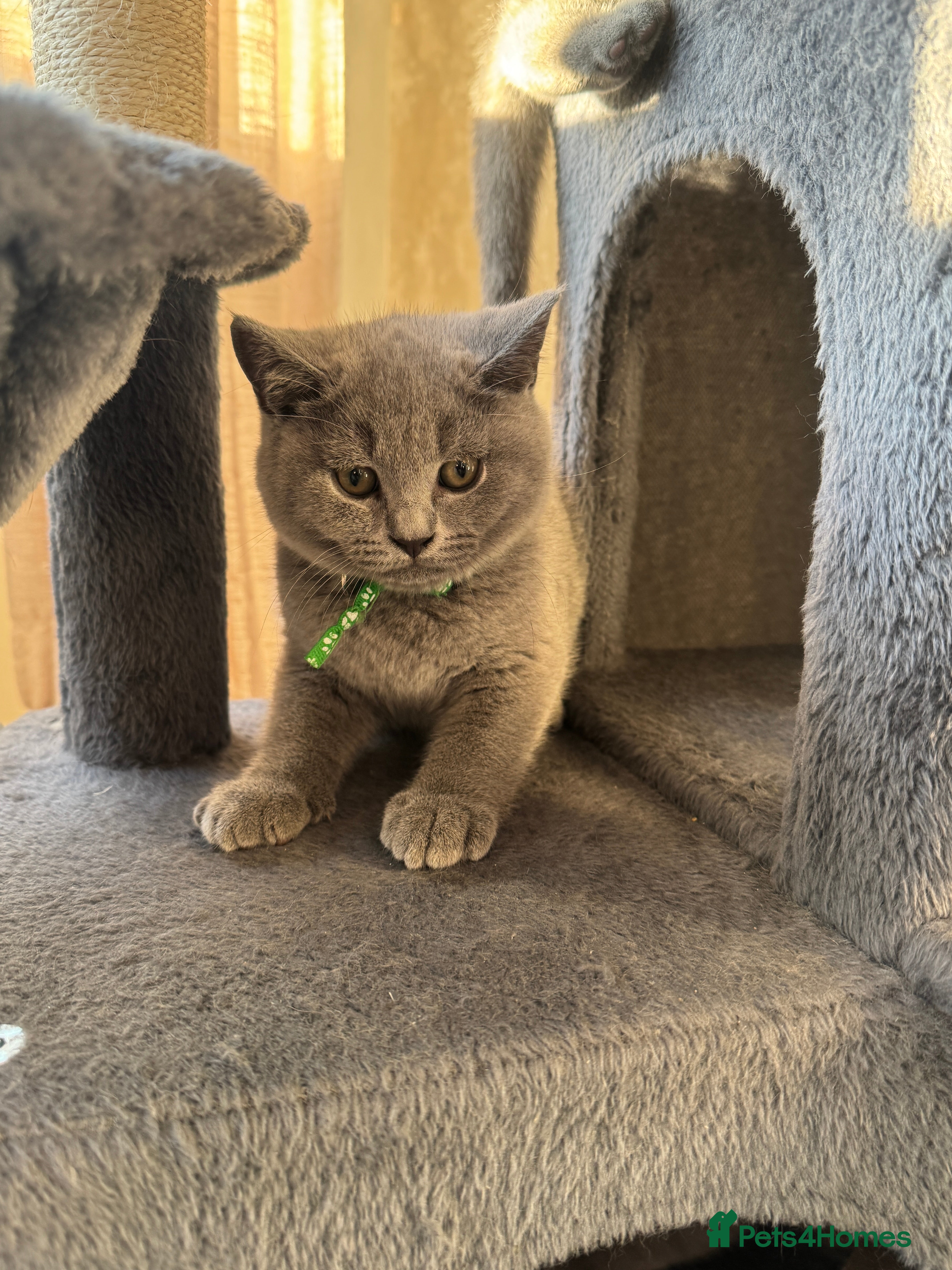British Shorthair cats for sale: Beautiful British shorthair kittens  - Advert 21