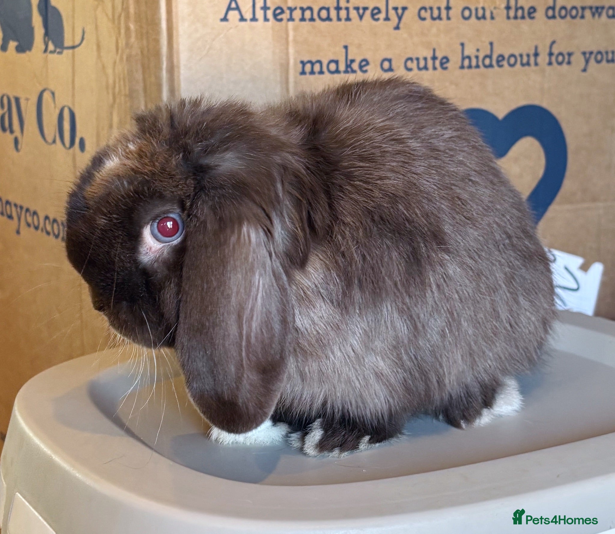 Mini Lop rabbits Beautiful Mini Lops Available  - Advert 1