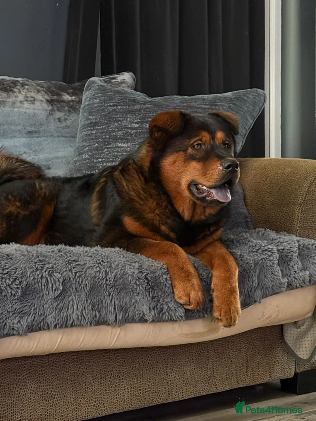 Mixed Breed dogs for sale: Beautiful bear bear - Advert 7