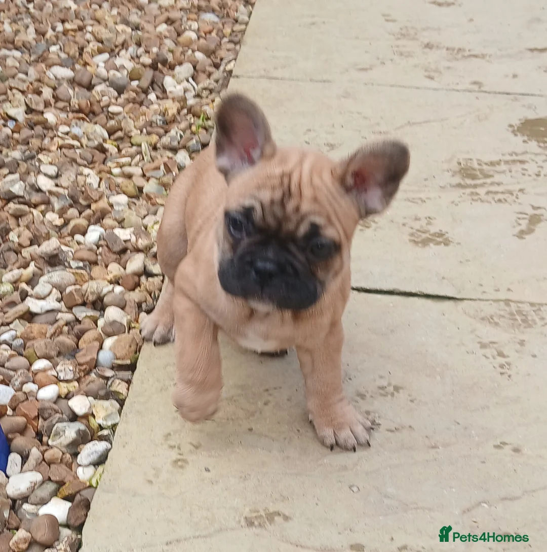 French Bulldog dogs for sale: 5 Beautiful French Bulldog looking for a new home in Wellingborough - Advert 4