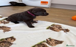 Labrador Retriever dogs for sale: Chunky chocolate labradors  - Image 4