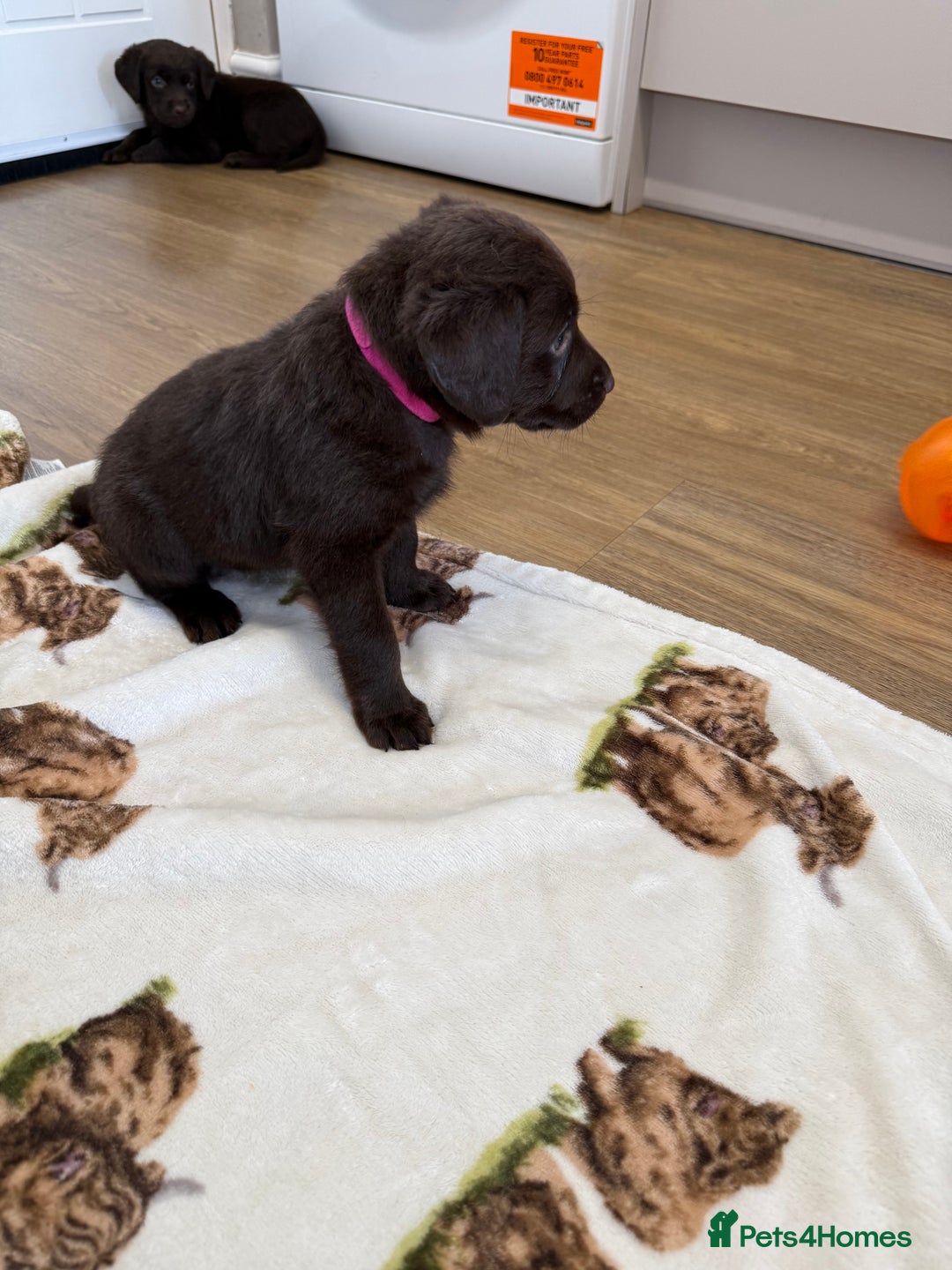 Labrador Retriever dogs for sale: Chunky chocolate labradors  - Image 4