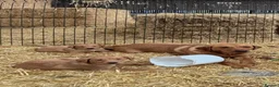 Labrador Retriever dogs for sale: Red fox Labrador puppies  - Advert 5