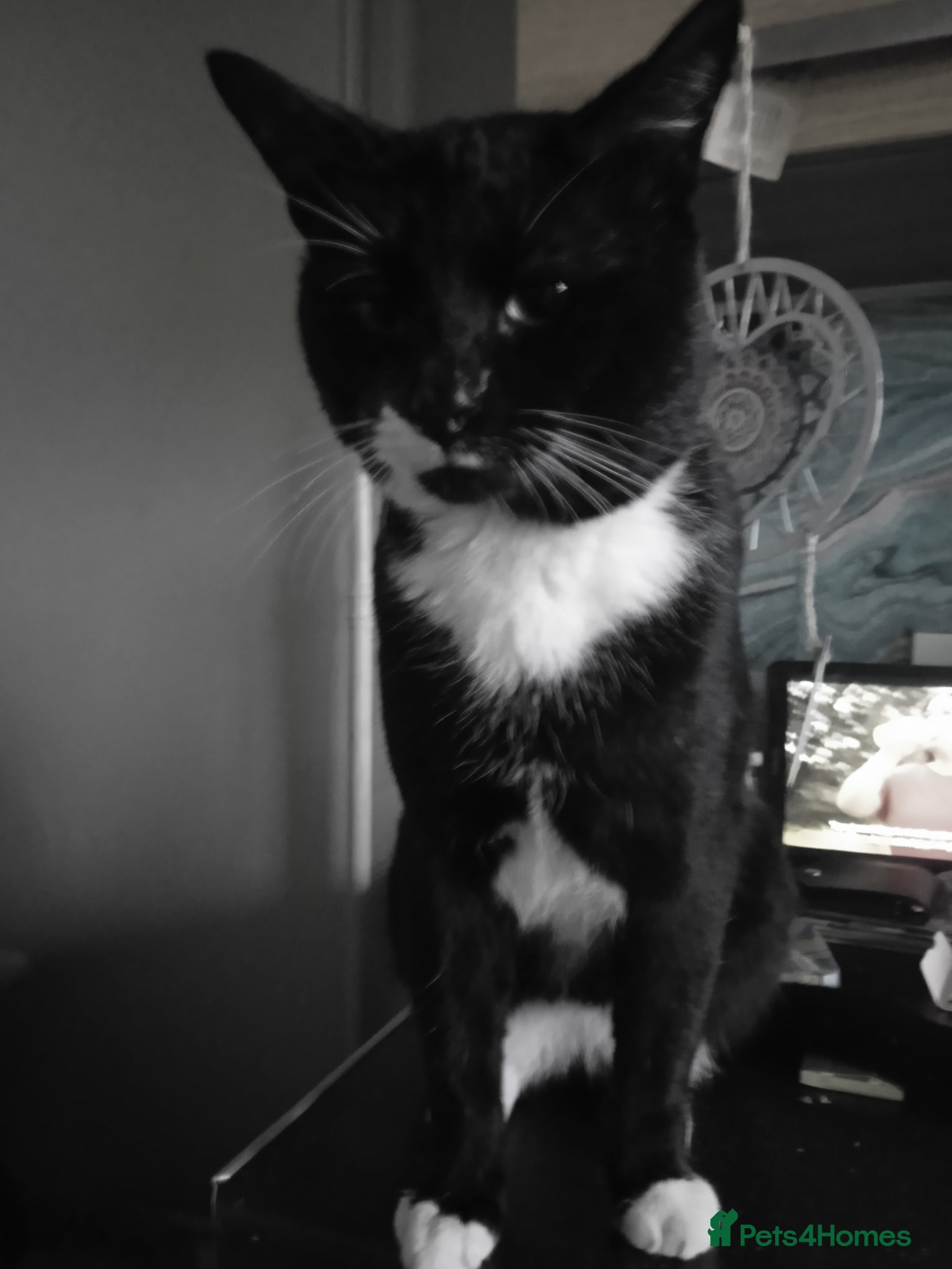 Mixed Breed cats Free to good home - Advert 7