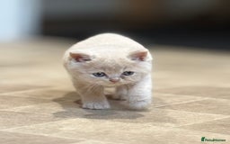 British Shorthair cats for sale: British Shorthair Kittens - Image 5
