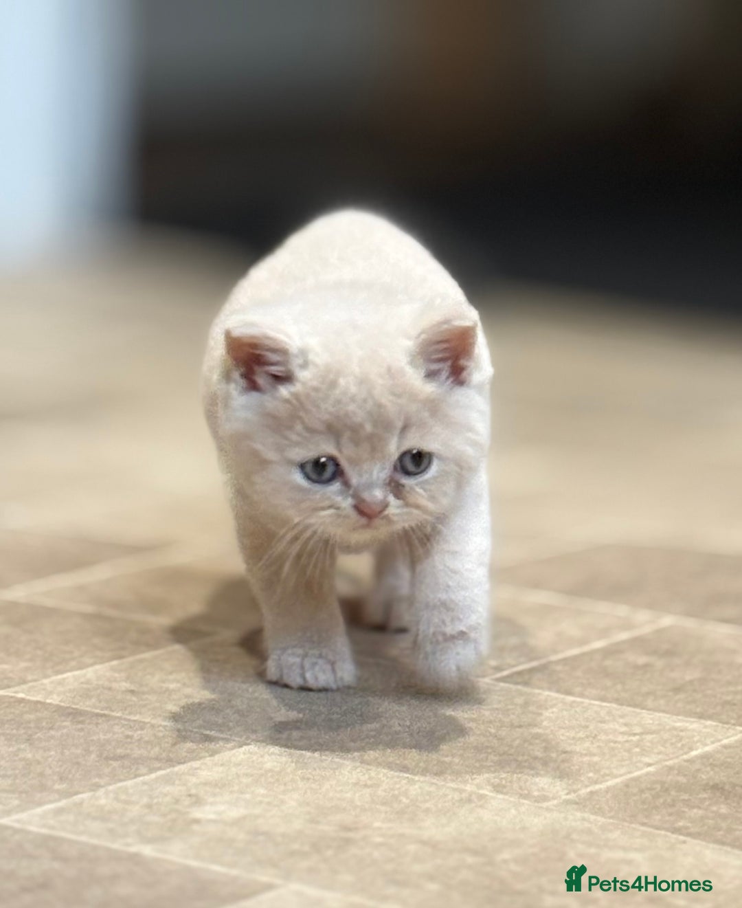 British Shorthair cats for sale: British Shorthair Kittens - Image 5