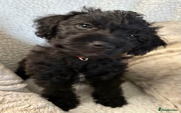 Mixed Breed dogs for sale: Patterdale cross - Image 11