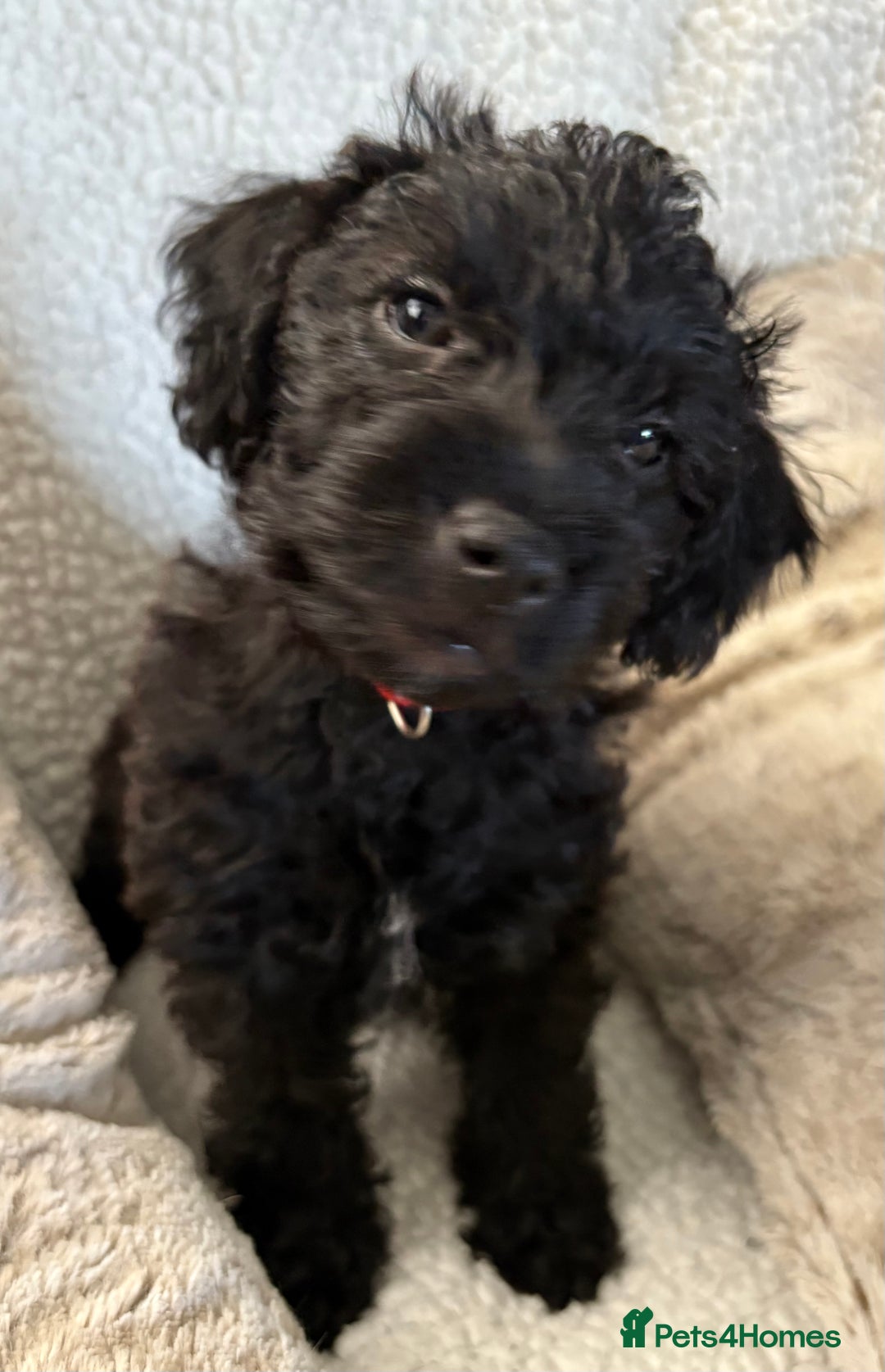 Mixed Breed dogs for sale: Patterdale cross - Image 11