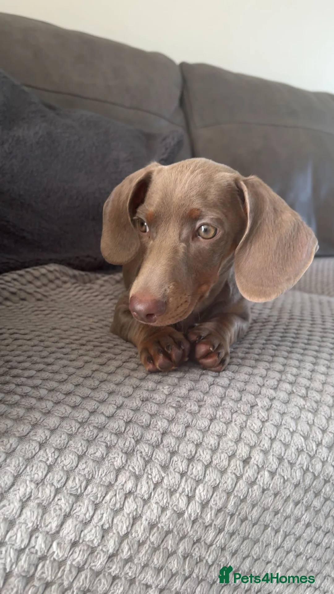 Miniature Dachshund dogs for sale: Male Miniature Dachshund in Sunderland - Advert 2