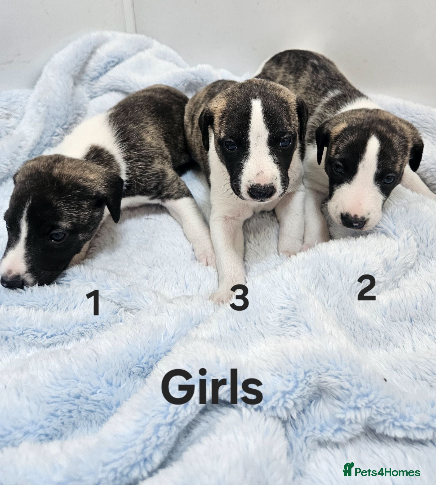 Whippet dogs KC Registered Whippet puppies - Advert 2