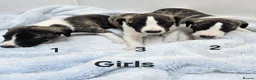 Whippet dogs for sale: KC Registered Whippet puppies - Advert 2