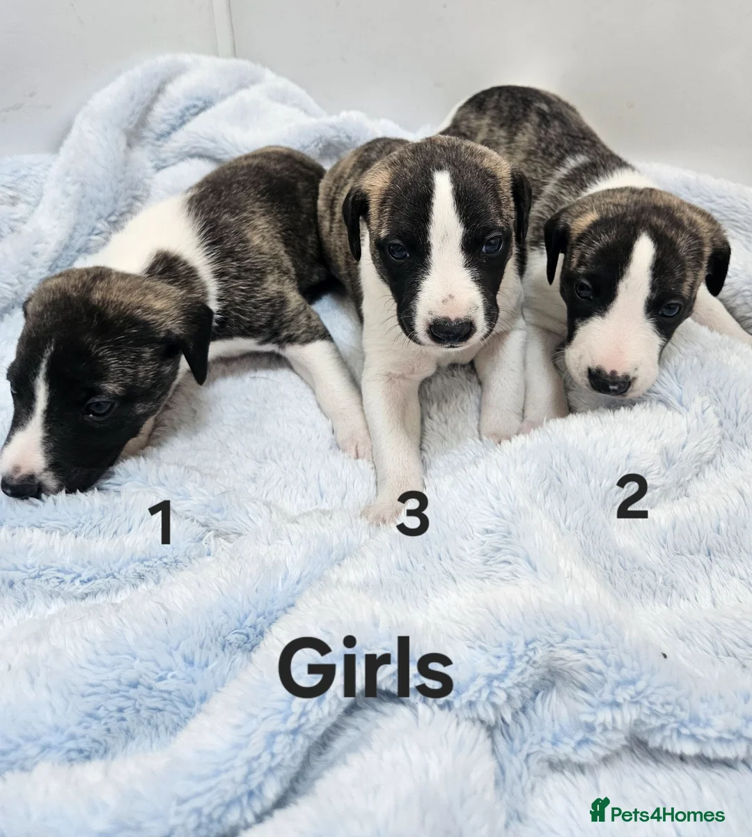 Whippet dogs for sale: KC Registered Whippet puppies - Advert 2