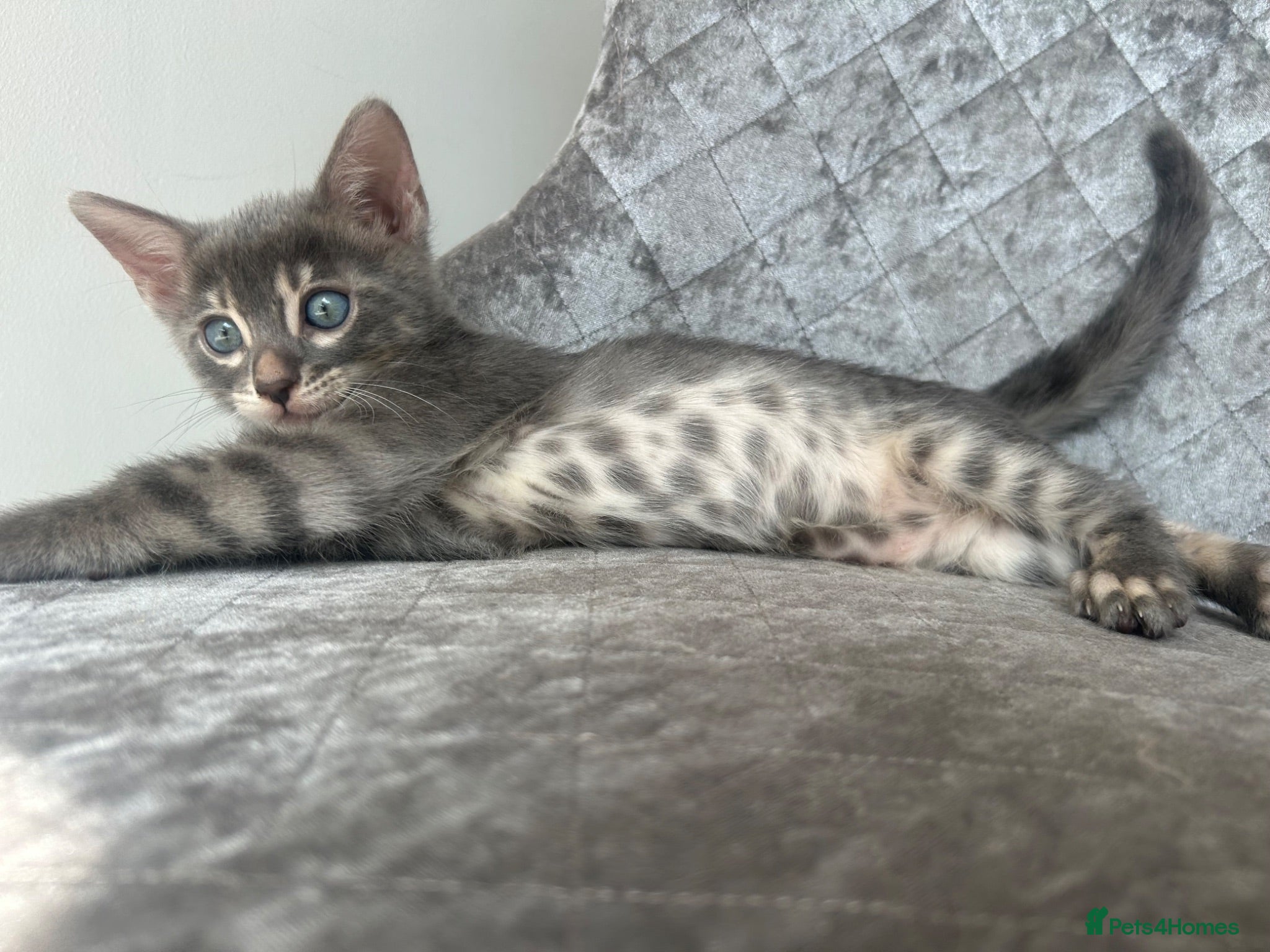 Bengal cats Female Blue & Black Smoke TICA Bengal kittens  - Advert 18