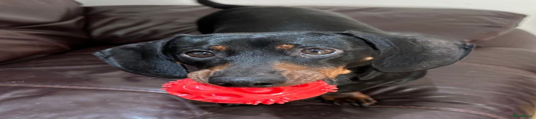 Dexter 4 year old Male Miniature Dachshund 