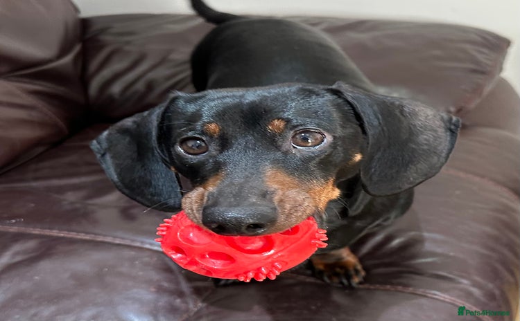 Miniature Dachshund dogs - Advert 5