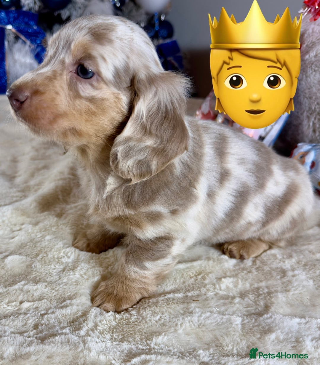 Miniature Dachshund dogs for sale: Dachshund miniature long hair - Advert 7