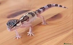 Leopard Gecko reptiles for sale: Baby Leopard Gecko - Mack Snow Morph - Image 2