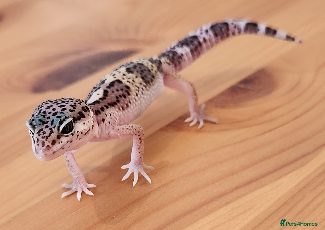Leopard Gecko reptiles for sale: Baby Leopard Gecko - Mack Snow Morph - Image 2