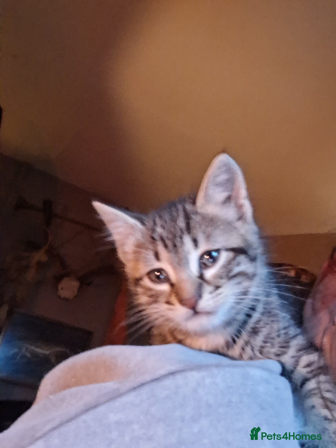 Mixed Breed cats for sale: ⭐️⭐️Stunning Russian Blue X Bengal Kittens ⭐️⭐️⭐️ - Advert 19