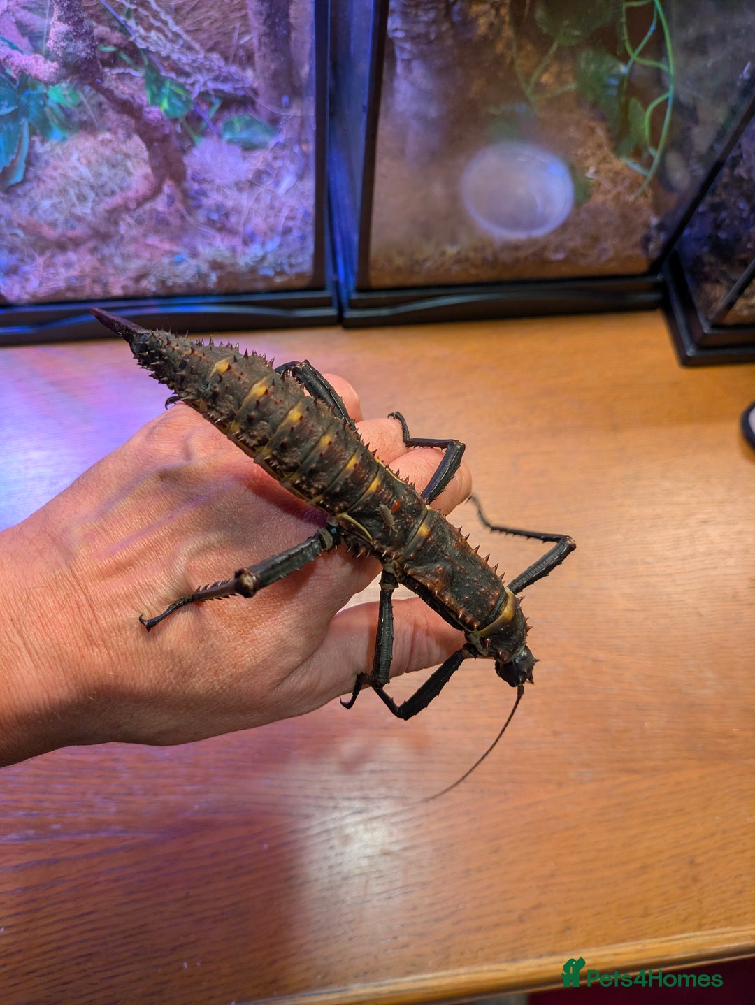 Stick Insects invertebrates for sale: Stick Insects & Mantis - Image 3