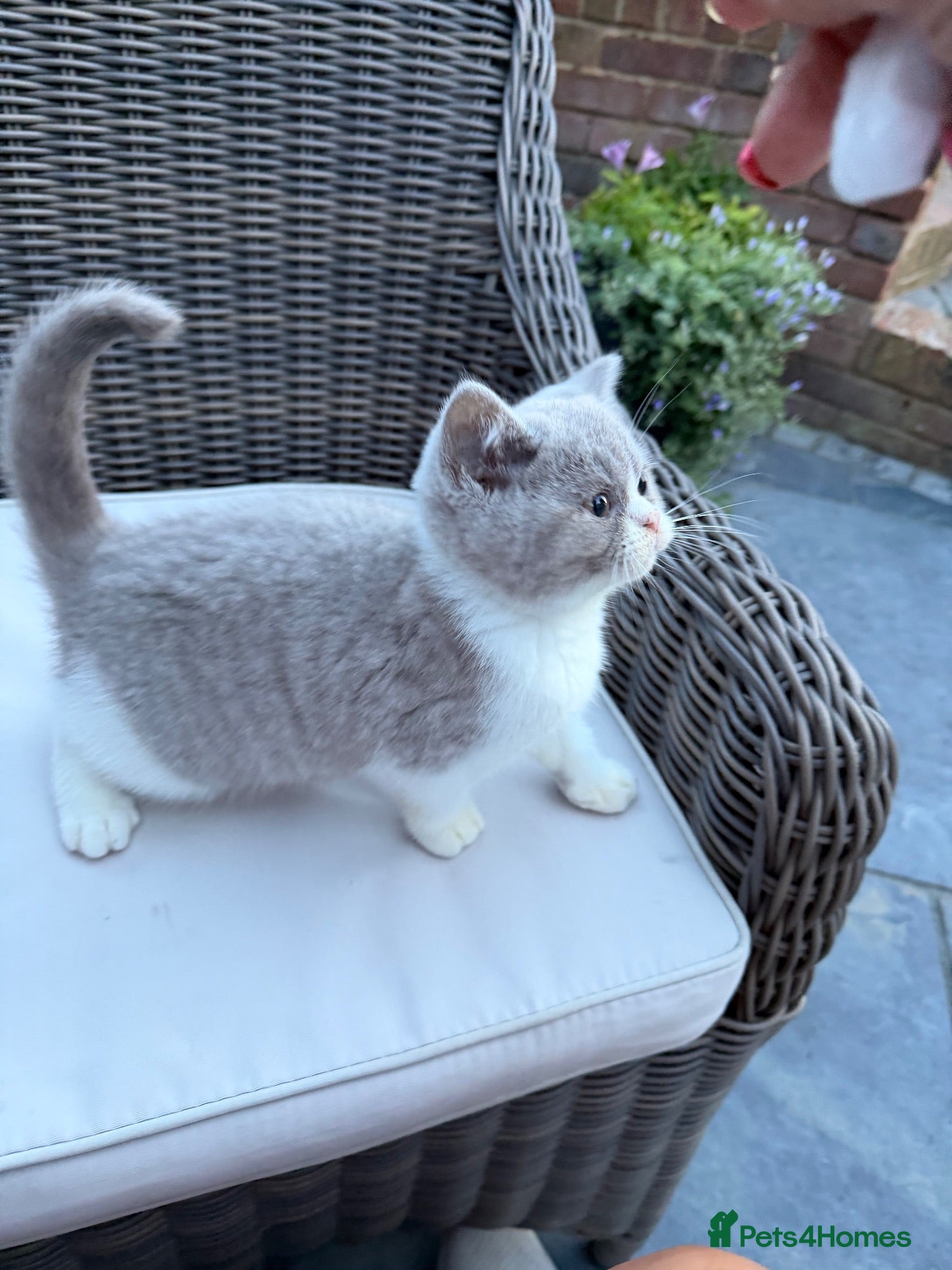 British Shorthair cats FULL PEDIGREE REGISTERED BSH - Advert 1