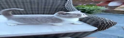 British Shorthair cats for sale: READY NEXT WEEK - FULL PEDIGREE REGISTERED BSH - Advert 21