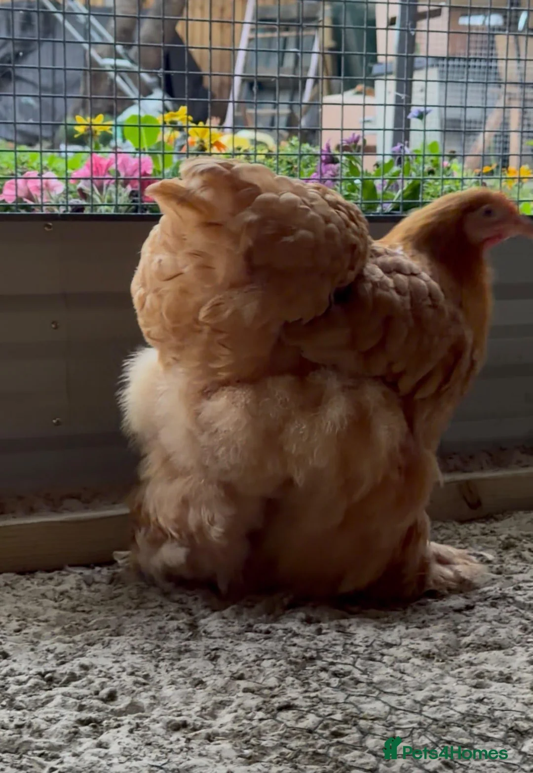 Chickens poultry for sale: Cochins ,Silkies ,polish bantam  ,faverolle - Advert 1